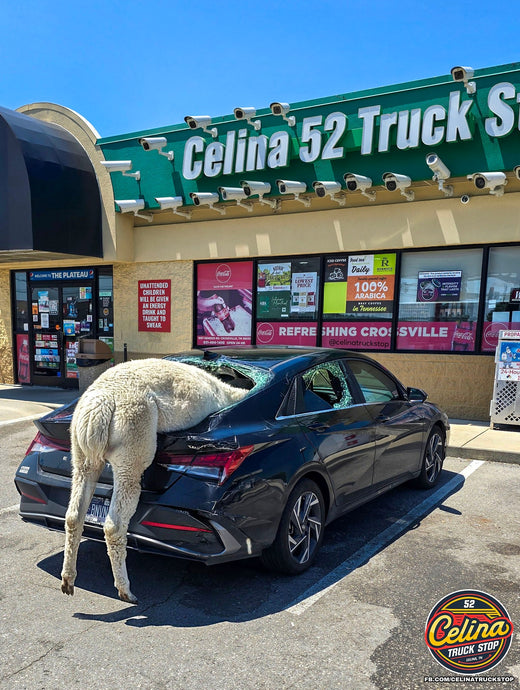 Falling Alpaca Grounds Hyundai Elantra in Celina 52 Parking Lot